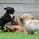 El truco para calmar a tu perro sin tener que castrarle