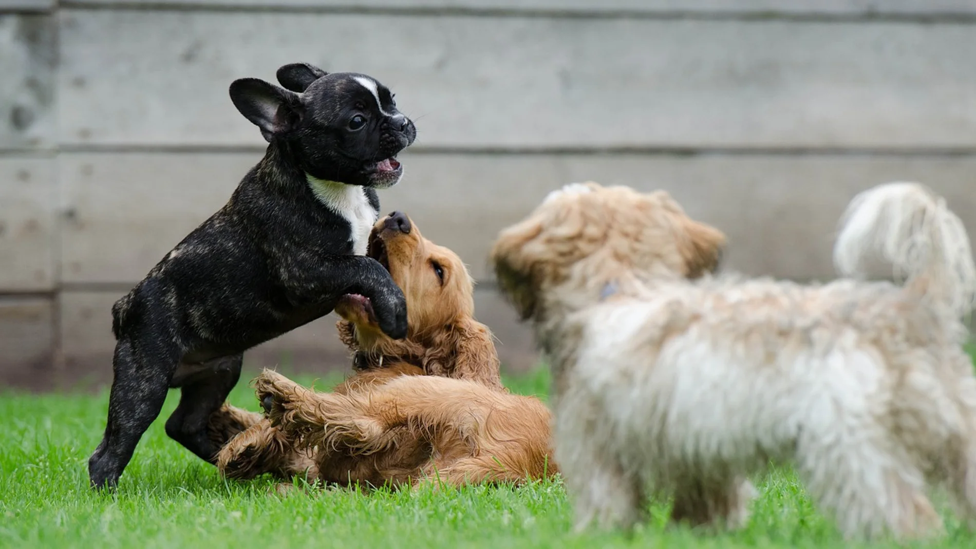 El truco para calmar a tu perro sin tener que castrarle