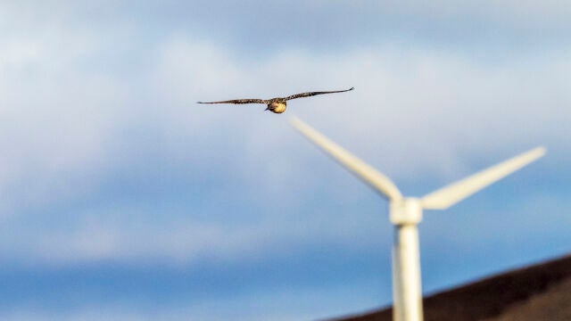 Uno de los retos de la energía eólica es la protección de la biodiversidad