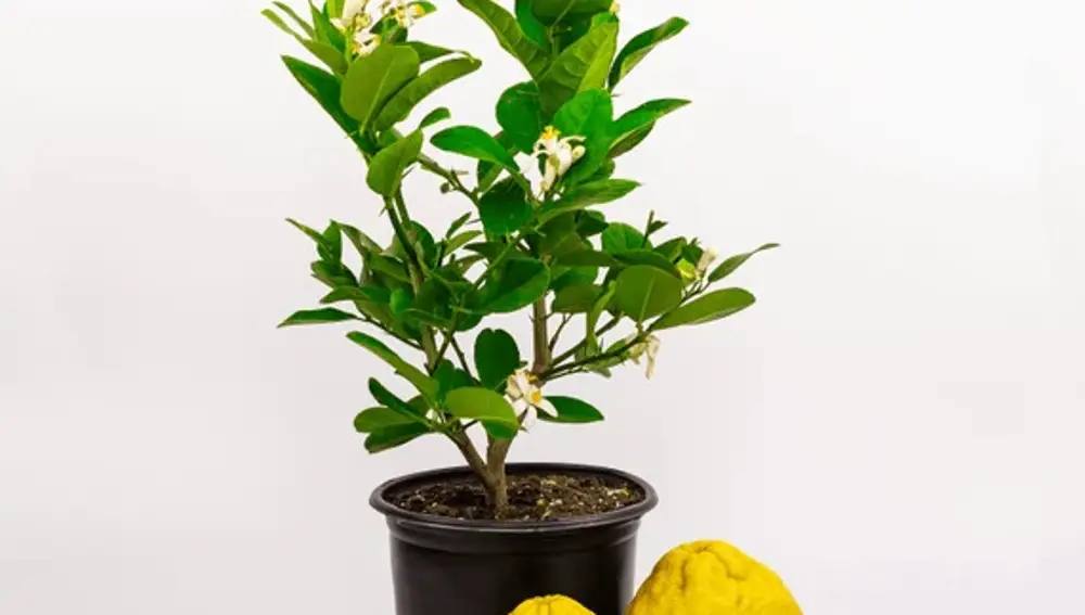 Limonero Ponderosa