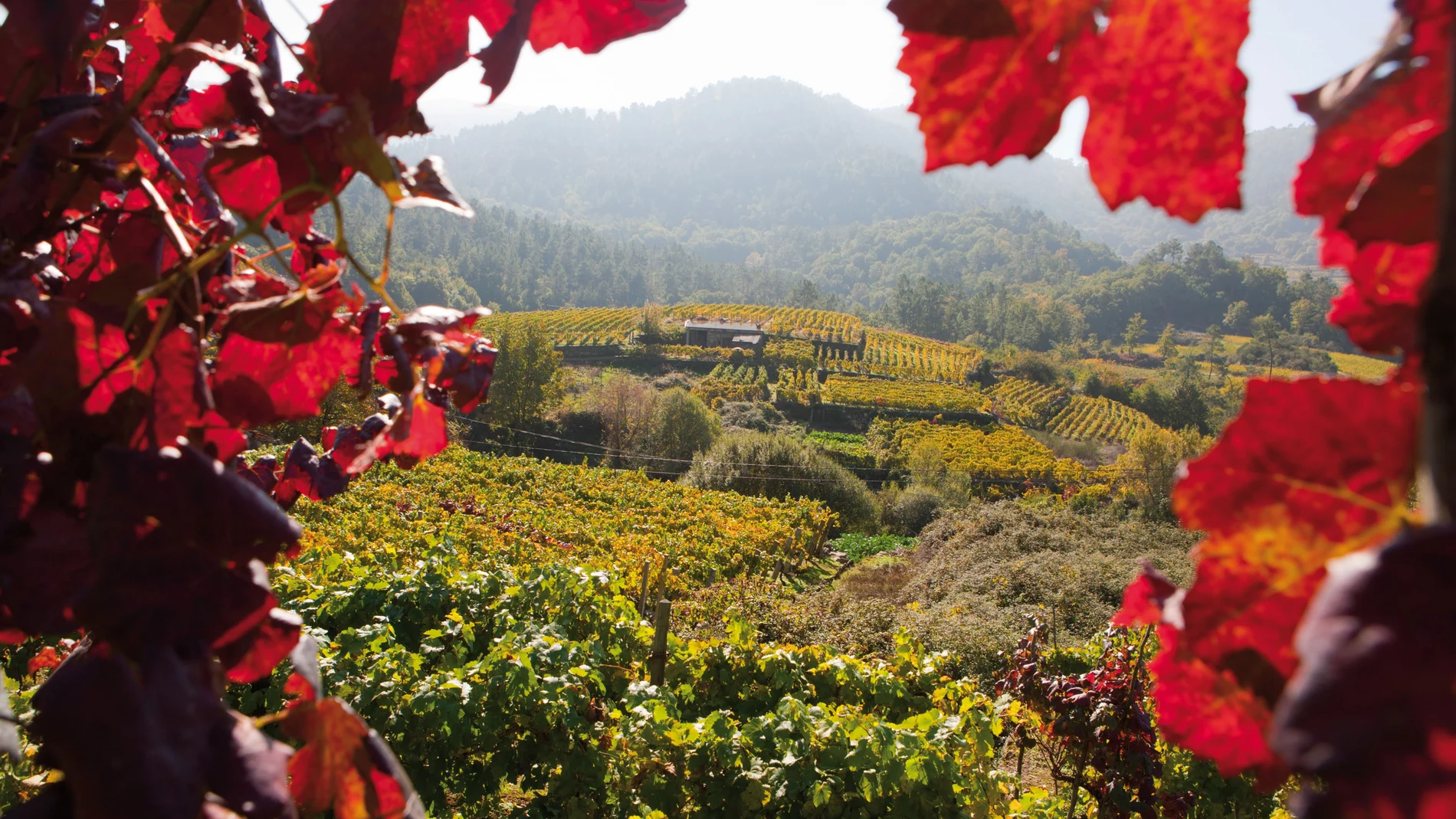 Galicia es una tierra propicia para el cultivo de vino blanco