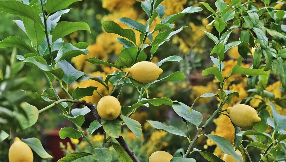 Así puedes cultivar un limonero en interiores para obtener cítricos todo el año, según un arborista y horticultor