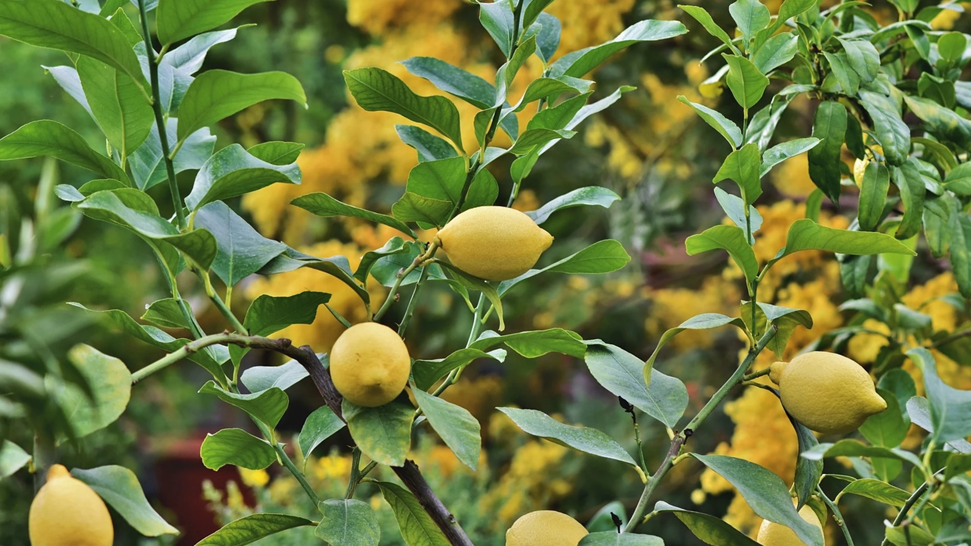 Así puedes cultivar un limonero en interiores para obtener cítricos todo el año, según un arborista y horticultor