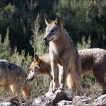 Galicia alerta de que los ataques del lobo crecen un 72% y reclama al Gobierno "recapacitar" su "errónea" protección