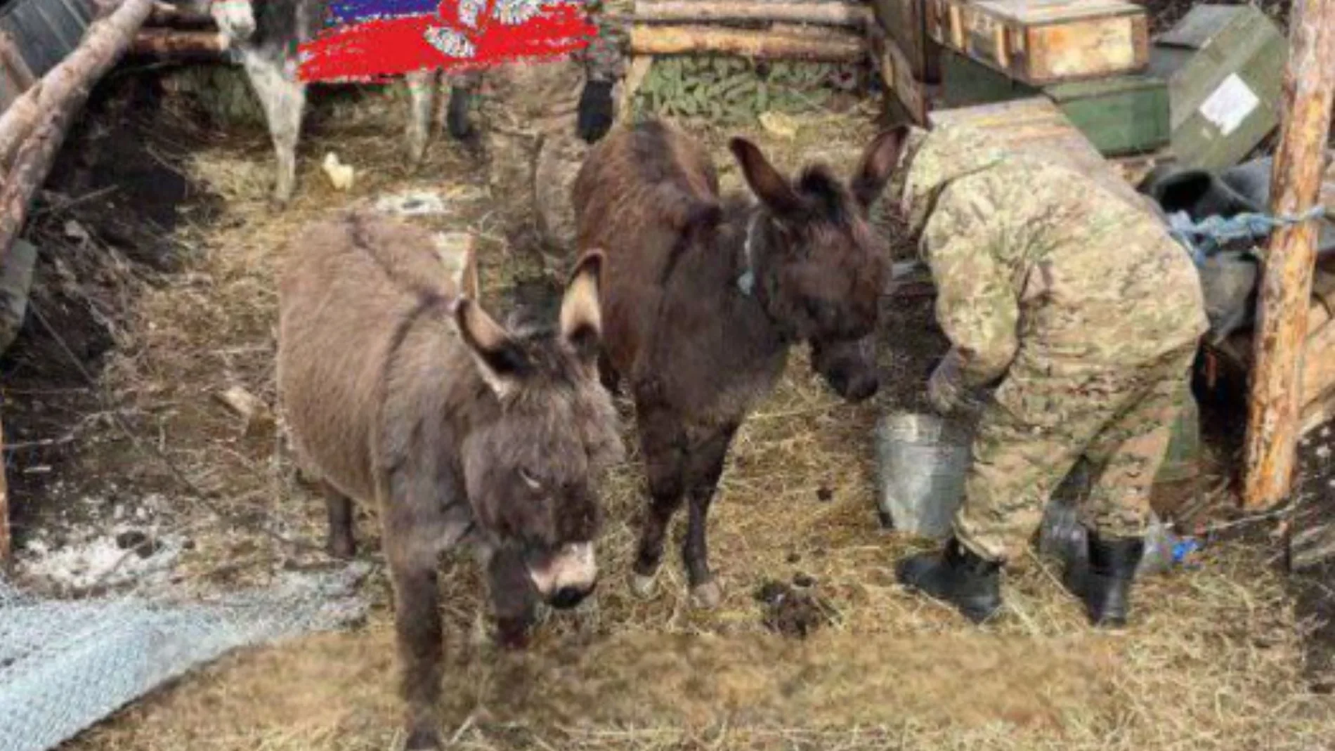 Las tropas rusas, obligadas a usar burros para transportar material al frente: "La orden es construirles un corral"
