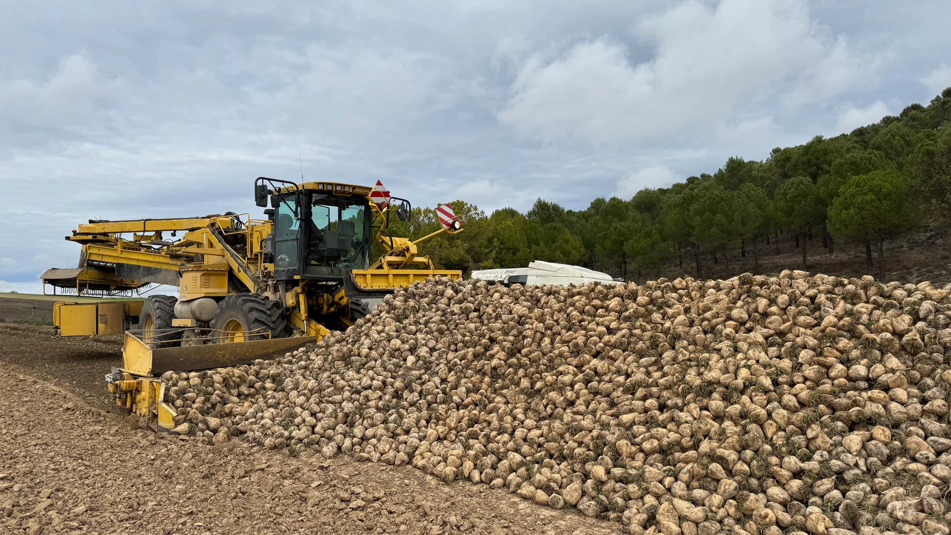 Recogida de remolacha en Tudela de Duero