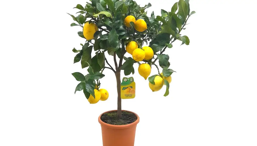 Limonero Meyer