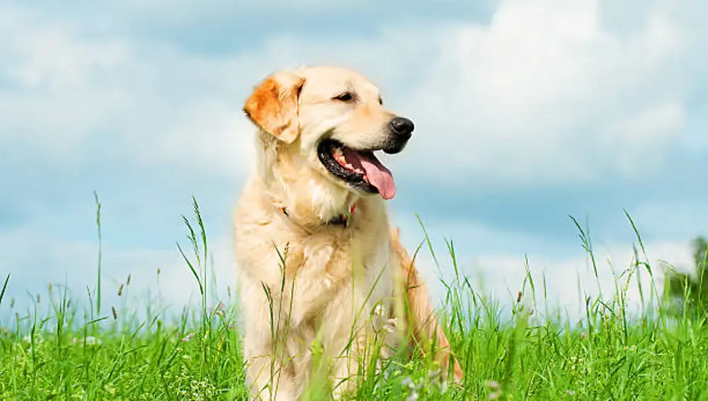 Los labradores son una de las razas más seguras