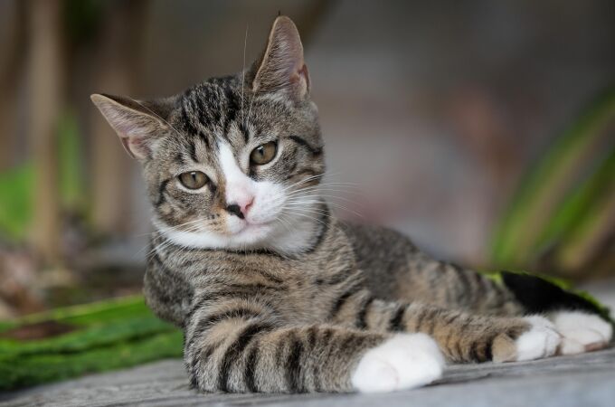 A los gatos les encanta que les hables de esta manera, según un nuevo estudio