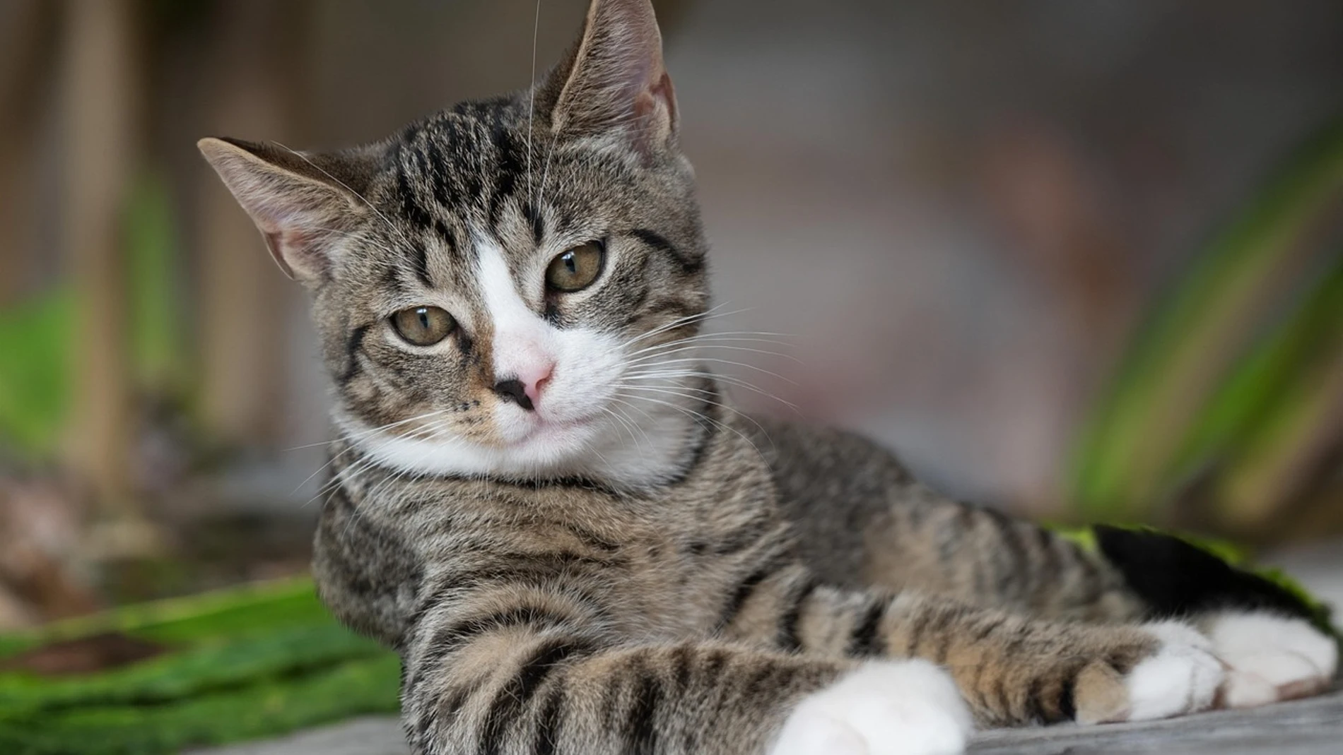 A los gatos les encanta que les hables de esta manera, según un nuevo estudio