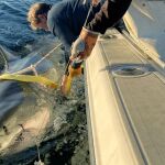 El equipo de Ocearch en pleno proceso de etiquetado de "Contender"