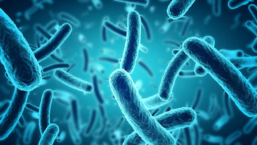 Bacterias 