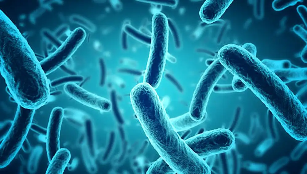 Bacterias