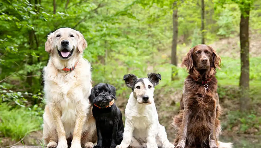 Las 13 razas de perro más seguras: Nunca muerden