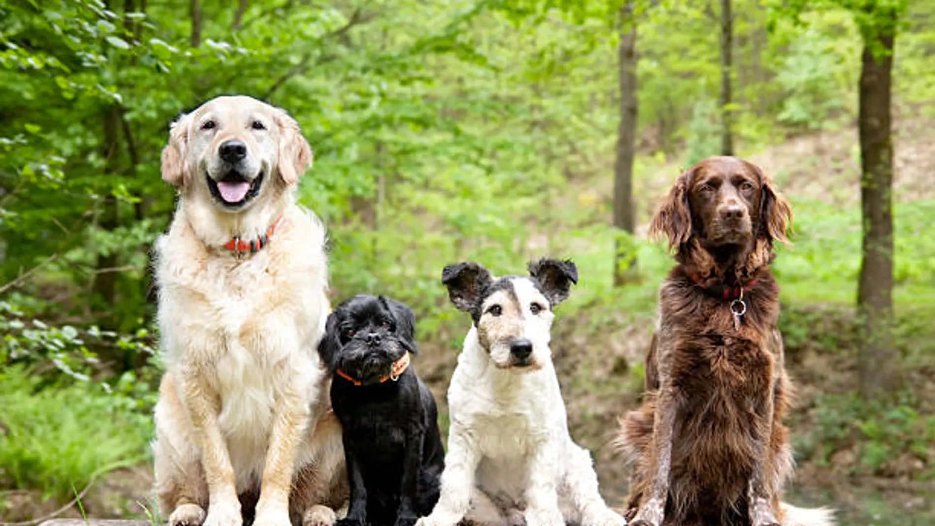 Las 13 razas de perro más seguras: Nunca muerden
