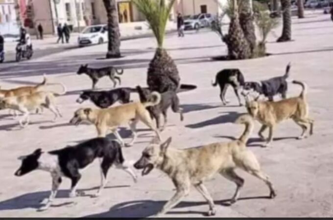 Perros callejeros en Marruecos Perros callejeros en Marruecos