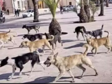 Perros callejeros en Marruecos 