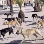 Perros callejeros en Marruecos 
