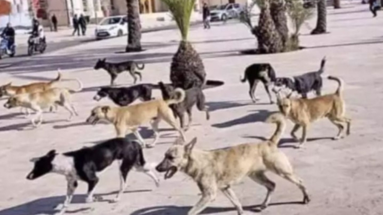 Muere un niño de 13 años en Marruecos por las mordeduras de un perro callejero