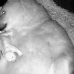 Nace en acuario de Brasil el primer oso polar de América Latina