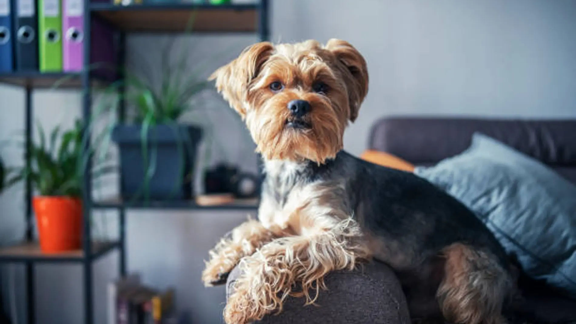 Los Yorkshire Terrier son una de las razas de perro más longevas