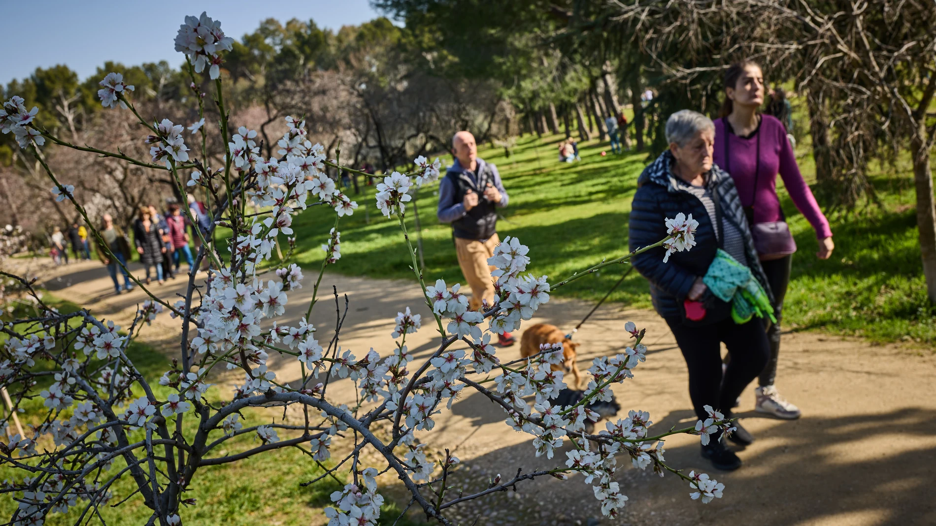 Los almendros de la Quinta de los Molinos en todo su esplendor
