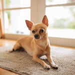 Un Chihuahua
