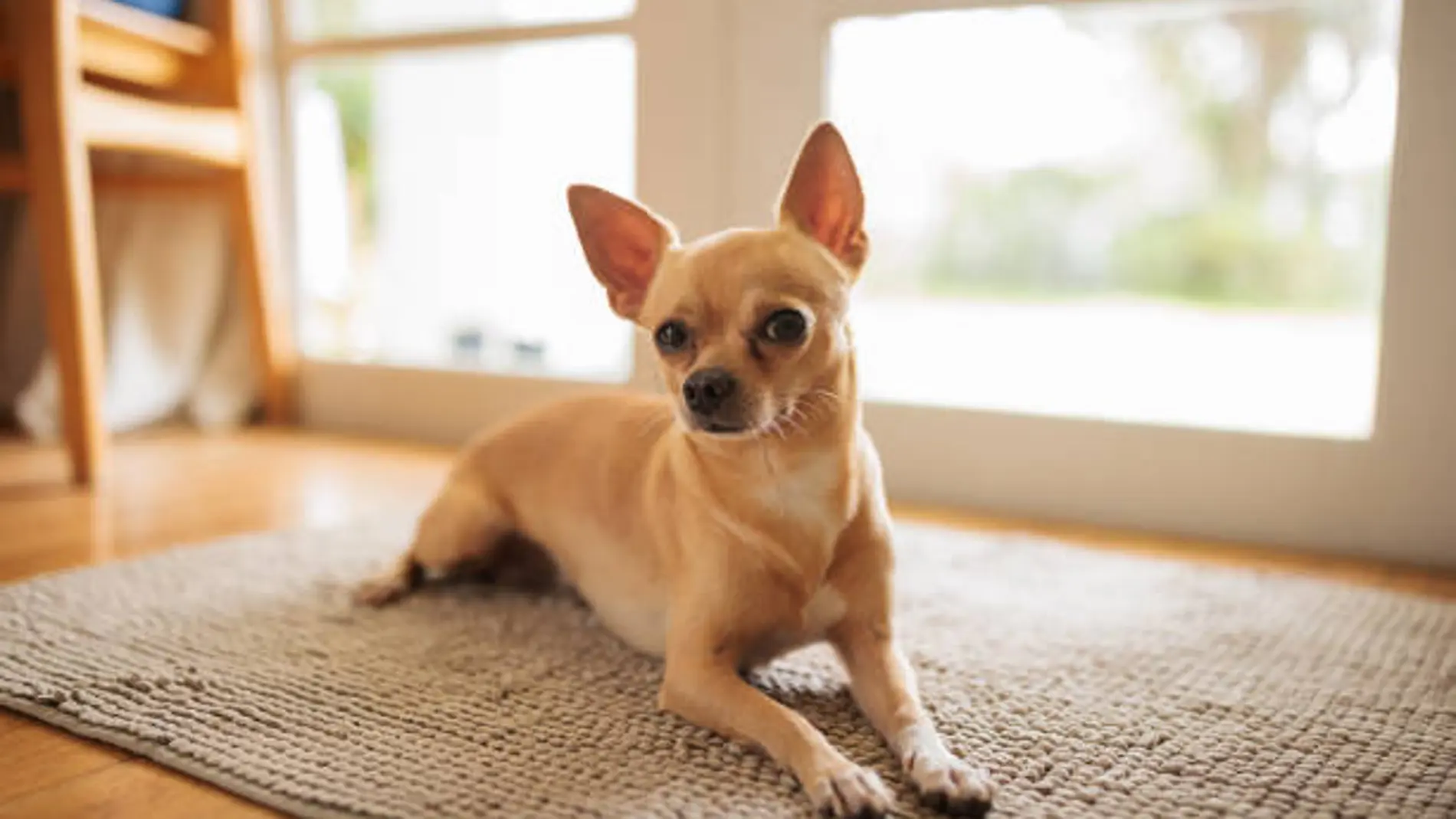 Un Chihuahua