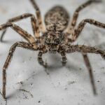 Así son las arañas gigantes que liberaron hace diez años y que se están multiplicando por Europa: más grandes que la palma de la mano