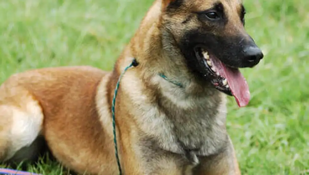 Pastor belga malinois