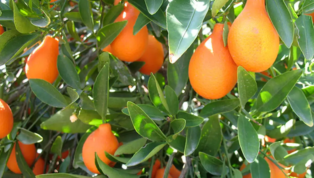 Kumquat indio