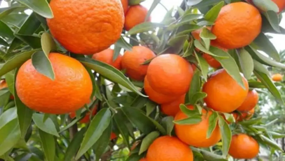 Mandarino Satsuma Owari