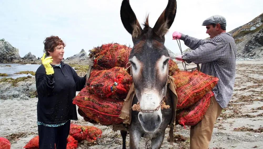 Imagen de las algueiras recolectando algas con la ayuda de un burro