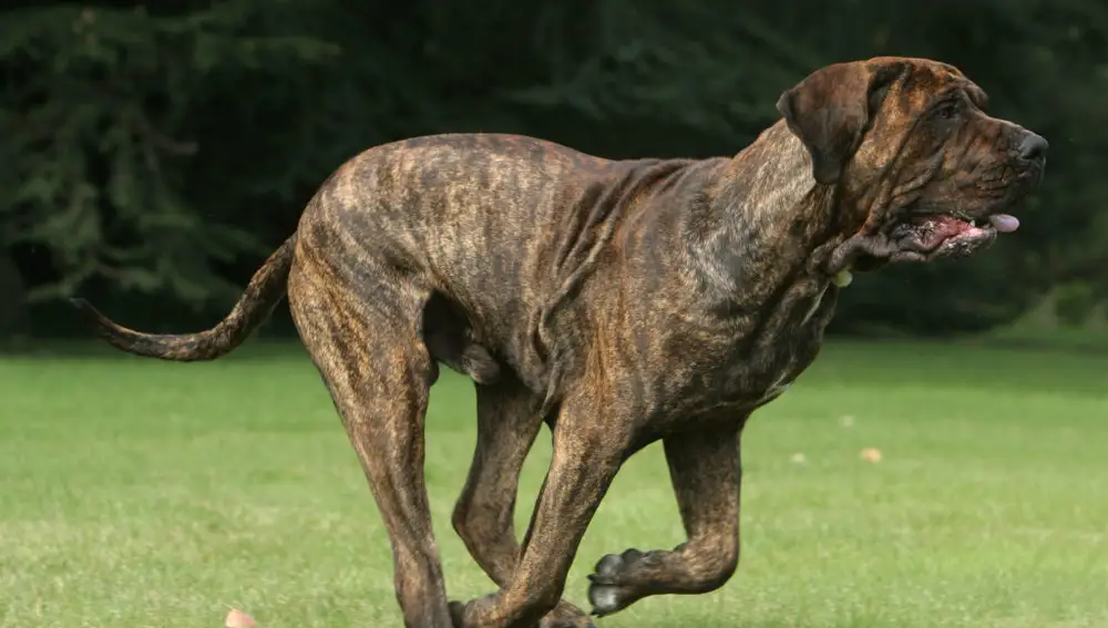 Fila brasileiro