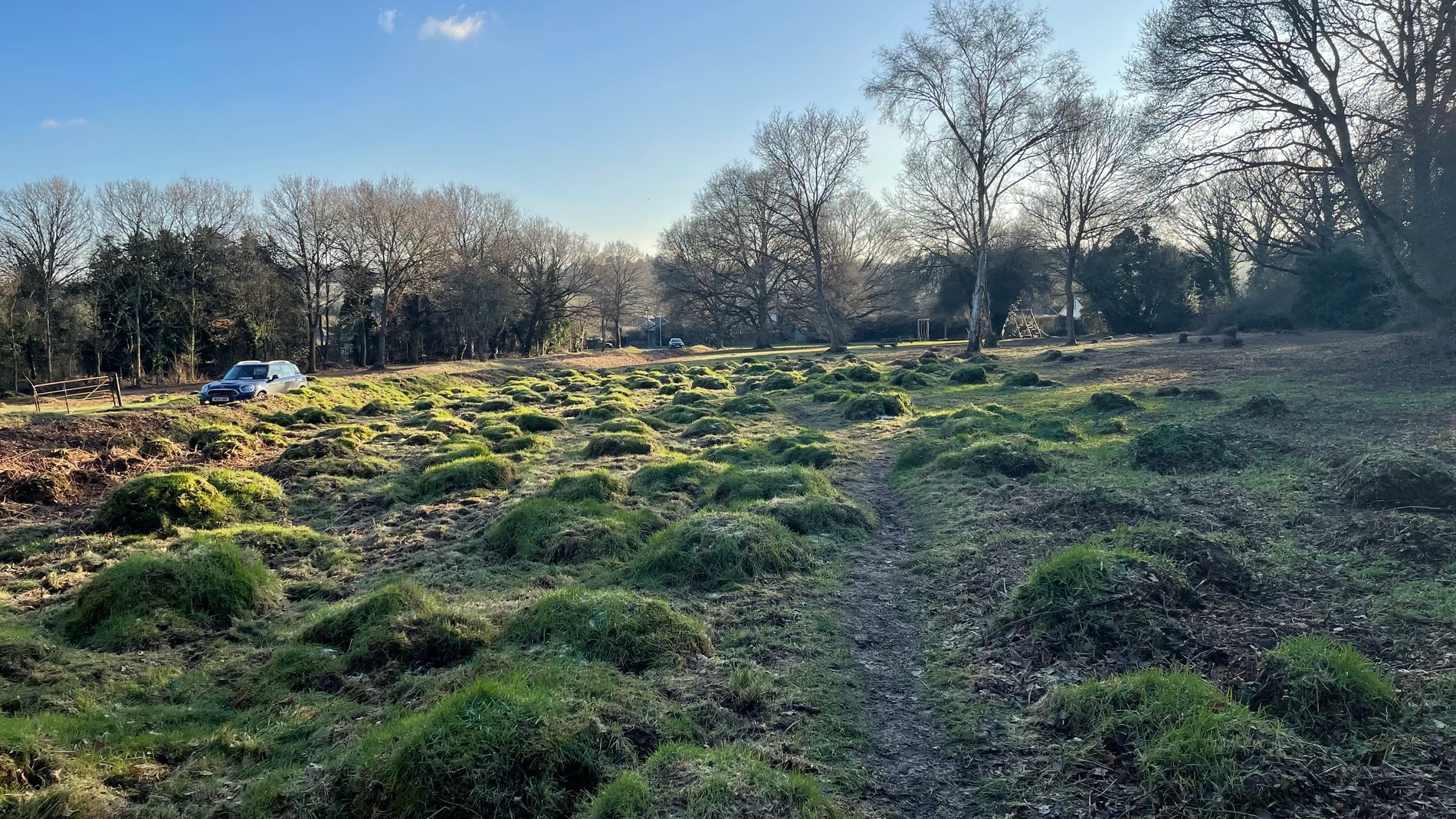 Montículos creados por hormigas de pradera amarilla, Hertfordshire, Reino Unido (Crédito de la imagen: Gemma Harvey)
