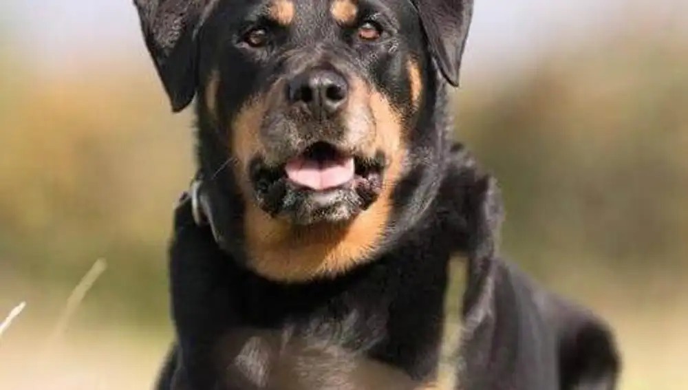 Rottweiler