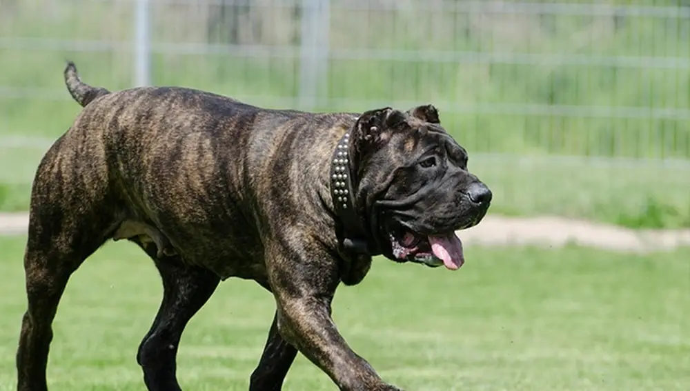 Dogo canario
