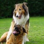 ¿Cuál es el mejor perro guardián? Las ocho mejores razas que protegen y dan seguridad