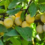 Los árboles frutales que crecen bien en macetas pequeñas, según un arborista y horticultor