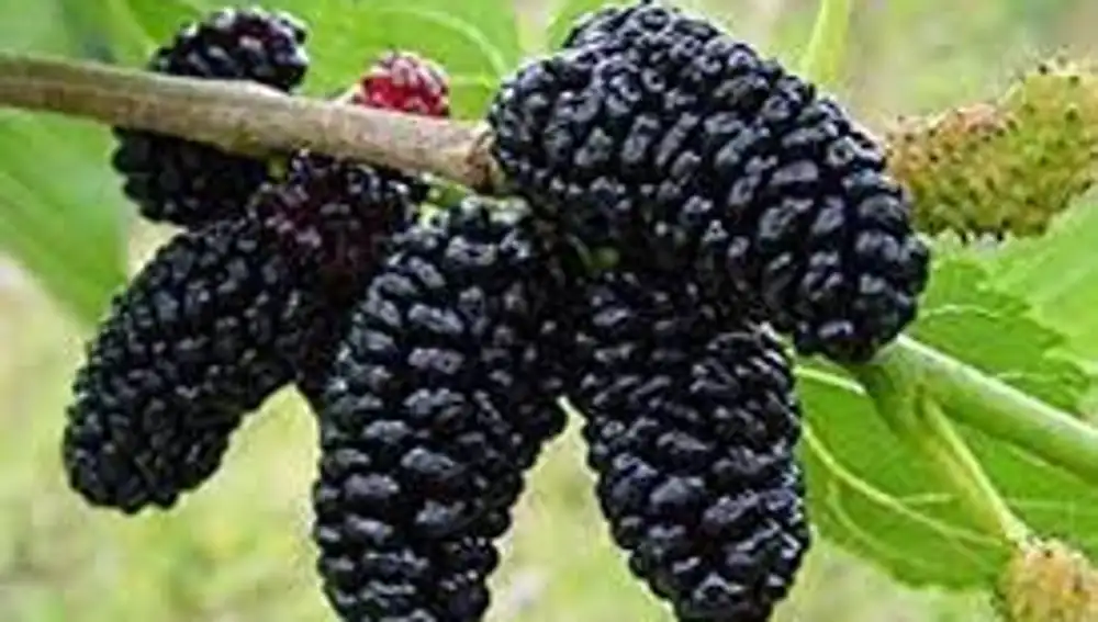 Morera enana perenne
