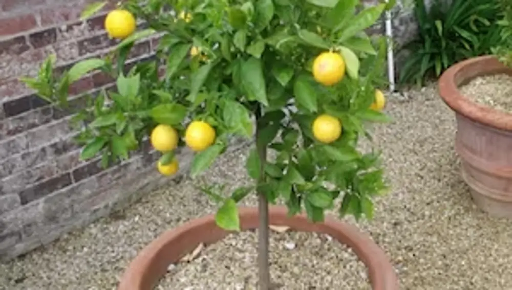Limonero enano Meyer