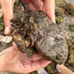 Alerta en Galicia por la detección de un gusano invasor que depreda mejillones y ostras