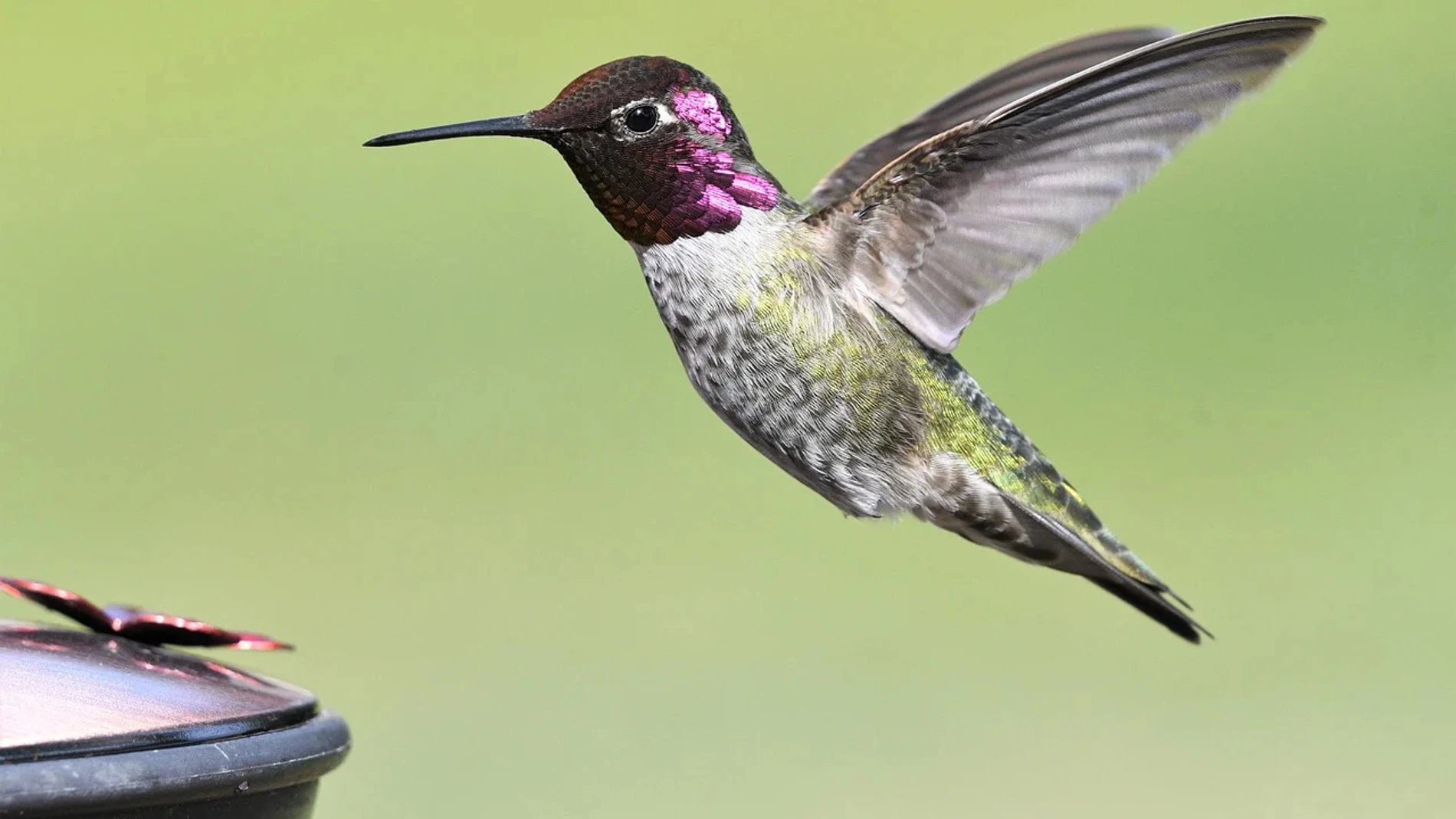 Ni lavanda ni jazmín, esta es la planta favorita para las mariposas y los colibríes