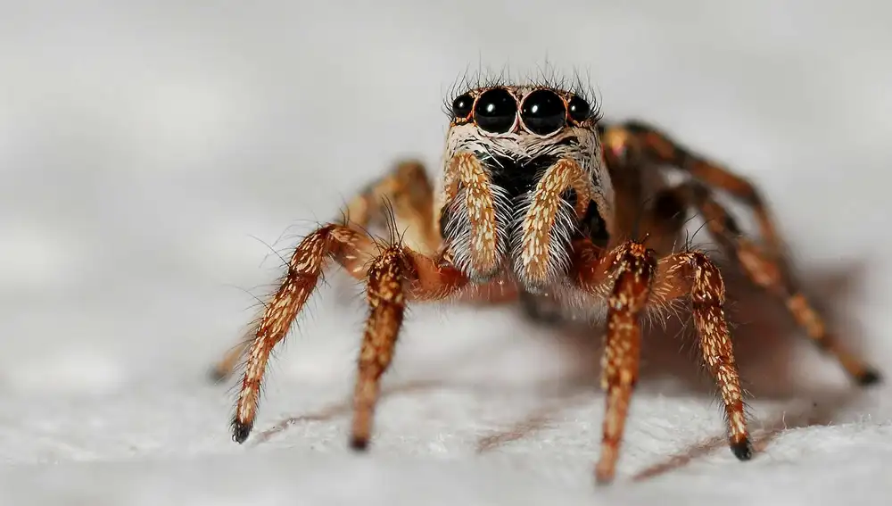 Araña saltarina