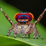 Araña pavo real saltarina