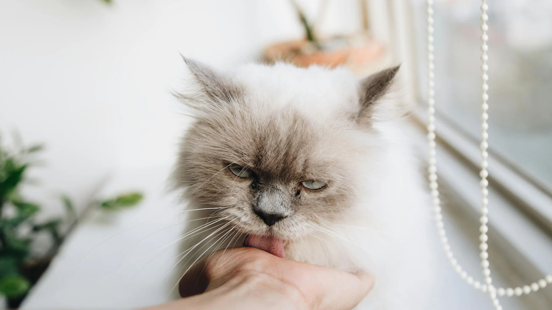 ¿Por qué los gatos siguen a unas personas y no a otras?