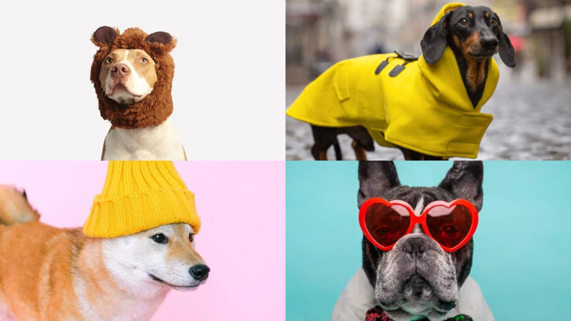¿Qué raza de perro serías según tu forma de vestir?