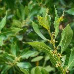 El lugar donde debes poner las hojas de laurel para atraer la buena suerte