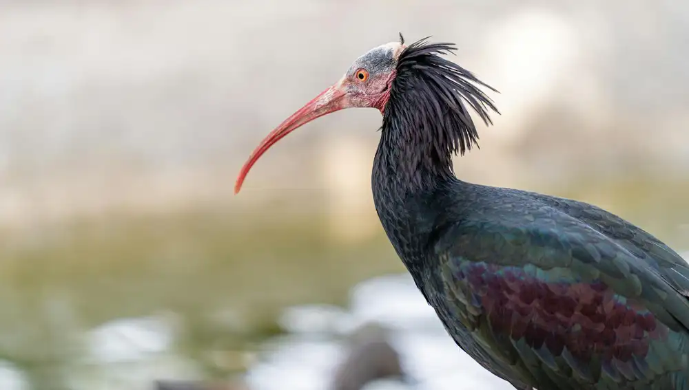 Ave ibis eremita