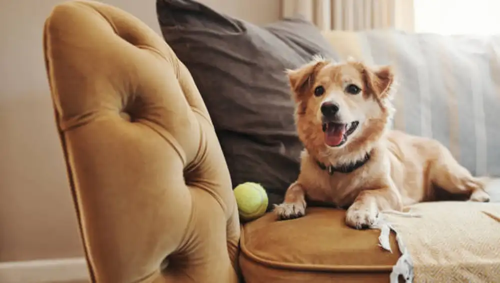 Un perro junto a una pelota